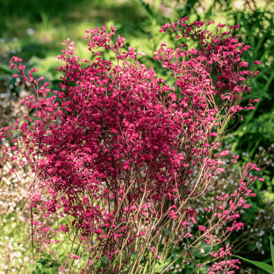 Vérvörös tűzeső 'Leuchtkäfer' (Heuchera sanguinea) élénk rózsaszín virágokkal, zöld lombozatú háttérrel, természetes kerti környezetben