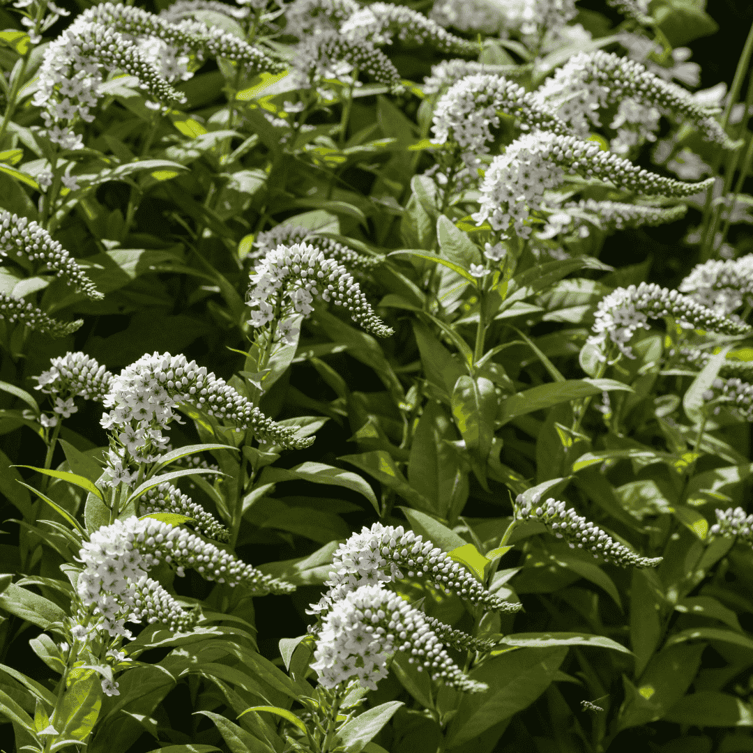 Hosszúfarkú lizinka (Lysimachia clethroides) fehér, ívelt virágfüzérei zöld háttér előtt, sűrű növénycsoportban