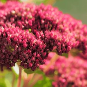 Sedum 'Conga Line' pozsgás növény közelről, élénk rózsaszín virágfürtökkel és sűrű, bársonyos textúrájú virágfejekkel, elmosódott zöld-rózsaszín háttérrel.