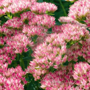 Sedum telephium 'Globe Pink' virágzó pozsgás növény rózsaszín csillag alakú virágokkal és húsos zöld levelekkel, sűrű növénycsoportban