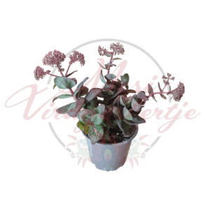 Sedum telephium 'Globe Pink' pozsgás növény fehér cserépben, rózsaszín virágfürtökkel és bordós-zöldes levelekkel, modern branding háttérrel.