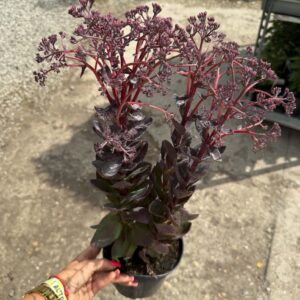 Bokros növekedésű kárpáti varjúháj - Sedum 'Conga Line'