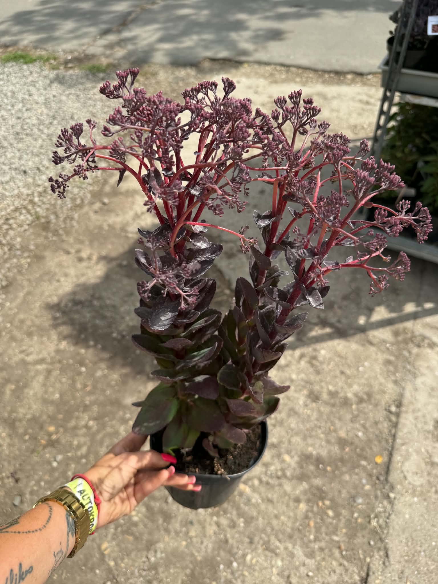 Bokros növekedésű kárpáti varjúháj - Sedum 'Conga Line'