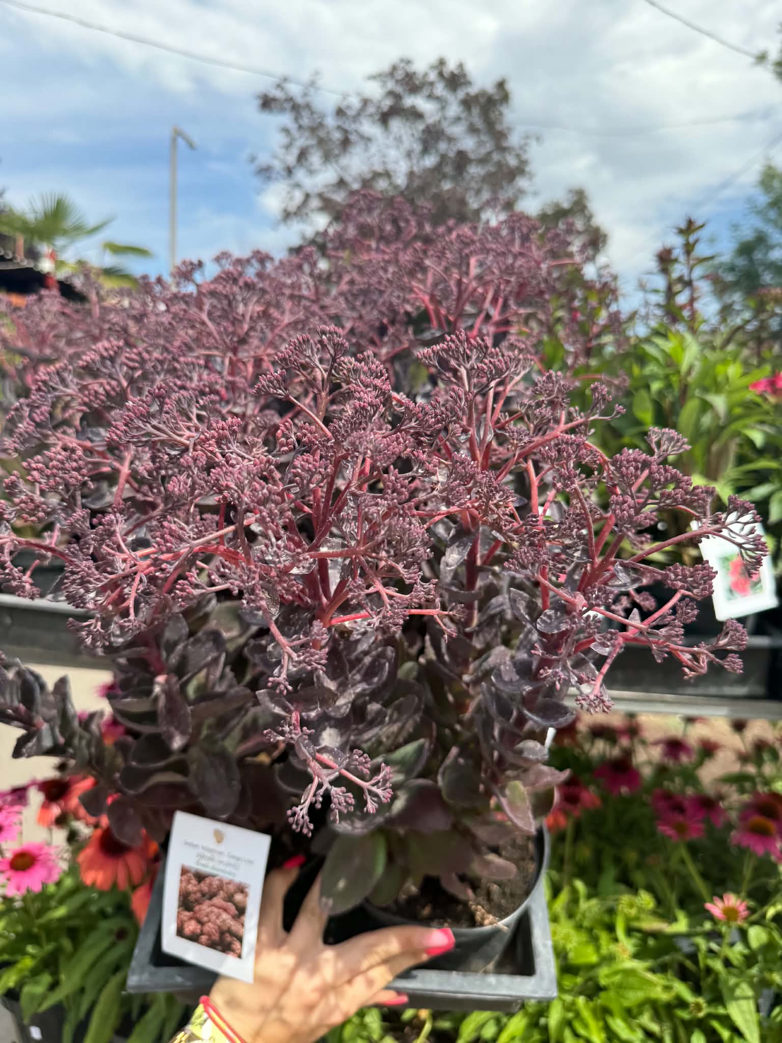 Bokros növekedésű kárpáti varjúháj - Sedum 'Conga Line' - Image 5