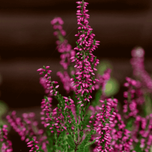 Közönséges hanga – Calluna vulgaris rózsaszín virágai közelről, természetes fényben