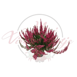 Calluna vulgaris, közönséges hanga rózsaszín virágokkal cserépben