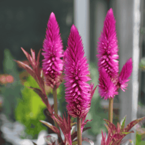 Közelről fotózott tollas celózia (Celosia argentea var. plumosa) élénk rózsaszín virágzattal a kertben.