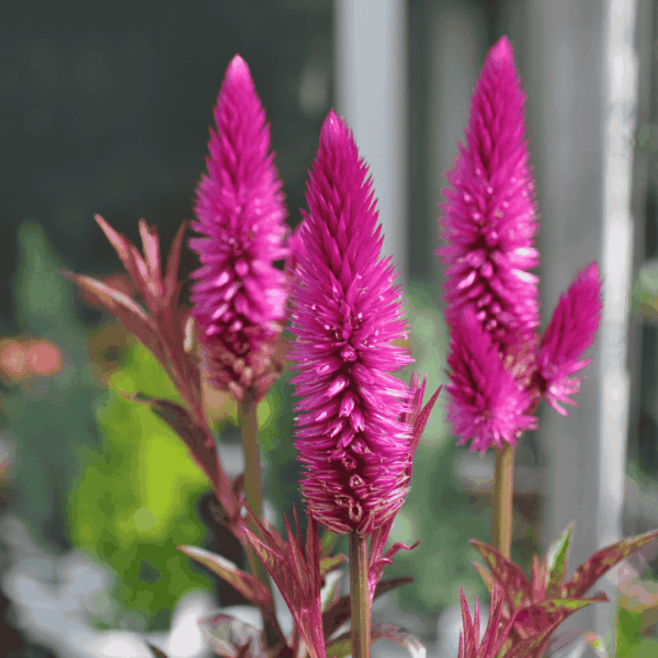 Közelről fotózott tollas celózia (Celosia argentea var. plumosa) élénk rózsaszín virágzattal a kertben.
