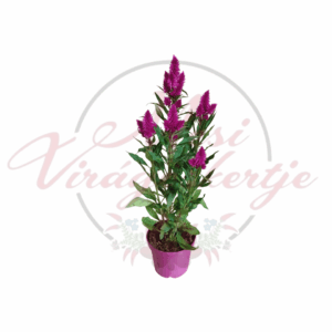 Élénk rózsaszín tollas celózia (Celosia argentea var. plumosa) dísznövény cserépben.