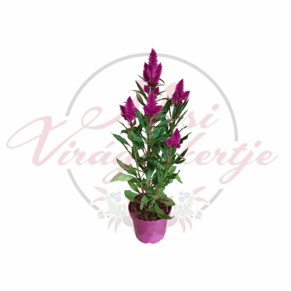 Élénk rózsaszín tollas celózia (Celosia argentea var. plumosa) dísznövény cserépben.