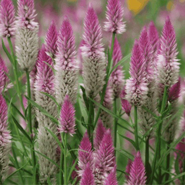 Rózsaszín és fehér árnyalatú tollas celózia (Celosia argentea var. spicata) virágai közelről.
