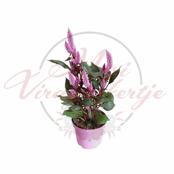Rózsaszín tollas celózia (Celosia argentea var. plumosa) cserépben, dekoratív szobanövényként.