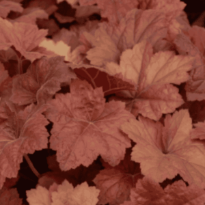 Tűzeső ‘Kassandra’ – Heuchera ‘Kassandra’ levelei közelről, bronzos-narancsos árnyalatban