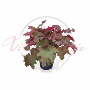 Tűzeső ‘Kassandra’ – Heuchera ‘Kassandra’ dísznövény, különleges bronzos-narancsos lombszínével cserépben