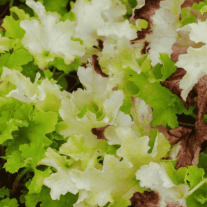 Tűzeső ‘Lime Marmalade’ – Heuchera ‘Lime Marmalade’ élénkzöld és krémszínű fodros lombú évelő növény közelről