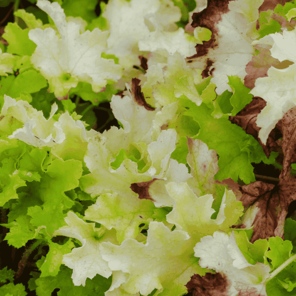 Tűzeső ‘Lime Marmalade’ – Heuchera ‘Lime Marmalade’ élénkzöld és krémszínű fodros lombú évelő növény közelről