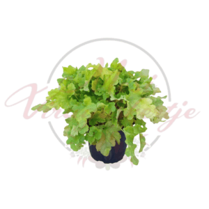 Tűzeső ‘Lime Marmalade’ – Heuchera ‘Lime Marmalade’ élénk zöld lombú évelő növény cserépben