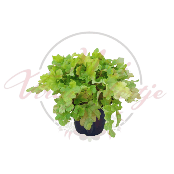 Tűzeső ‘Lime Marmalade’ – Heuchera ‘Lime Marmalade’ élénk zöld lombú évelő növény cserépben