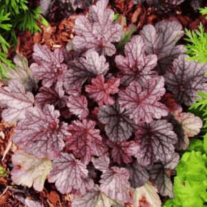 Heuchera ‘Milan’ – ezüstös-lilás, erezett levelű tűzeső lombdísznövény árnyékos ágyásban