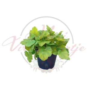 Tűzeső ‘Northern Exposure Sienna’ – Heuchera ‘Northern Exposure Sienna’ narancsos árnyalatú lombdísznövény cserépben, árnyékkedvelő évelő