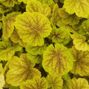Tűzeső ‘Northern Exposure Sienna’ – Heuchera ‘Northern Exposure Sienna’ élénk, arany-narancs árnyalatú levelekkel, részletgazdag lombfelület közelről