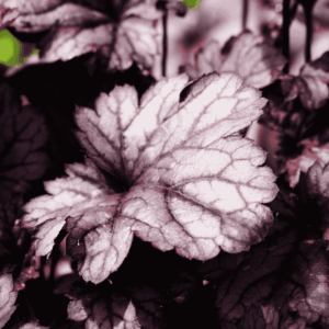 Ezüstös-bordó levelű Tűzeső ‘Shanghai’ (Heuchera ‘Shanghai’) leveleinek részletgazdag, közeli fotója
