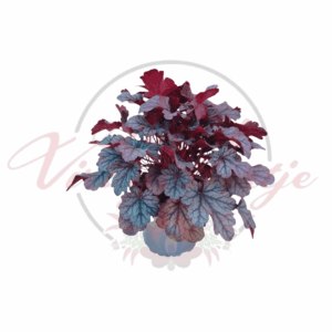 Tűzeső ‘Shanghai’ – Heuchera ‘Shanghai’ ezüstös-lilás lombú évelő növény cserépben