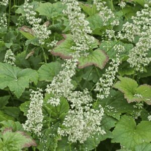 Tűzeső ‘Chantilly’ – Heuchera villosa ‘Chantilly’ fehér virágzata zöld lombbal, árnyékkedvelő évelő növény kertben