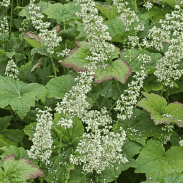 Tűzeső ‘Chantilly’ – Heuchera villosa ‘Chantilly’ fehér virágzata zöld lombbal, árnyékkedvelő évelő növény kertben