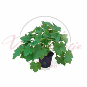 Tűzeső ‘Chantilly’ – Heuchera villosa ‘Chantilly’ dús, zöld lombú évelő növény cserépben