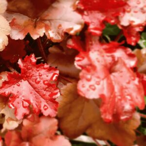 Közelről fotózott Tűzeső ‘Zipper’ (Heuchera ‘Zipper’) élénk narancs-rózsaszín levelekkel és vízcseppekkel, árnyékos kertben