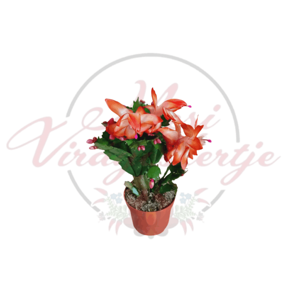 Narancsszínű karácsonyi kaktusz (Schlumbergera truncata) narancs árnyalatú, tölcsér alakú virágokkal, zöld hajtásokkal, cserépben.