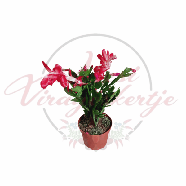 Piros karácsonyi kaktusz (Schlumbergera truncata) virágzó állapotban, élénk piros virágokkal és zöld, lapos hajtásokkal, cserépben.