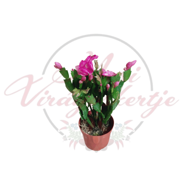 Rózsaszín karácsonyi kaktusz (Schlumbergera truncata) virágzó példánya, rózsaszín virágokkal és zöld, lapos hajtásokkal, cserépben.