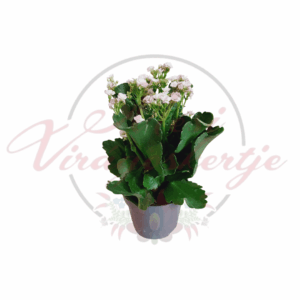 Fehér korallvirág (Kalanchoe blossfeldiana) virágzó szobanövény, fehér apró virágokkal és húsos, zöld levelekkel, cserépben.