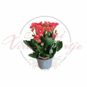 Piros korallvirág (Kalanchoe blossfeldiana) dús, élénkpiros virágokkal és vastag, sötétzöld levelekkel, cserépben.