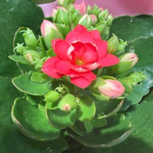 Rózsaszín korallvirág – Kalanchoe blossfeldiana telt virágokkal