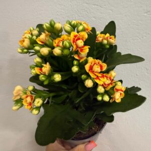 Cserepes sárga-narancssárga korallvirág – Kalanchoe blossfeldiana