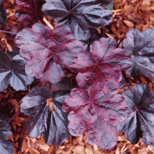 Heuchera ‘Obsidian’ – sötétbordó, fénylő levelű tűzeső lombdísznövény árnyékos ágyásban