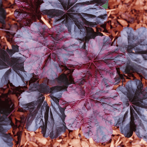 Heuchera ‘Obsidian’ – sötétbordó, fénylő levelű tűzeső lombdísznövény árnyékos ágyásban