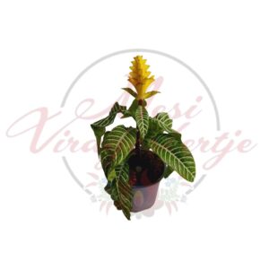 Zebralevél – Aphelandra squarrosa sárga virágzattal