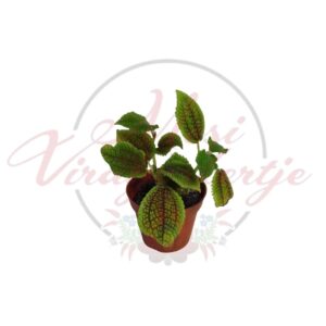 Téglamintás pilea – Pilea involucrata zöld-barna mintázatú levelekkel