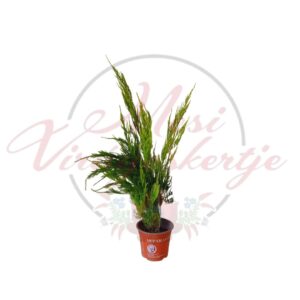 Díszspárga – Asparagus densiflorus cserepes zöld növény