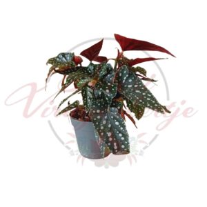 Pöttyös begónia – Begonia maculata dekoratív szobanövény