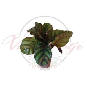 Calathea roseopicta dísznövény cserépben