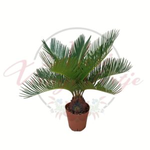 Cikász pálma cserepes dísznövény trópusi megjelenéssel