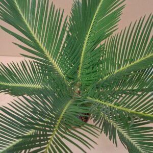 Cikász pálma levelei közelről sötétzöld színnel