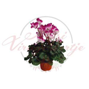 Pink tarka virágú Cyclamen persicum cserépben