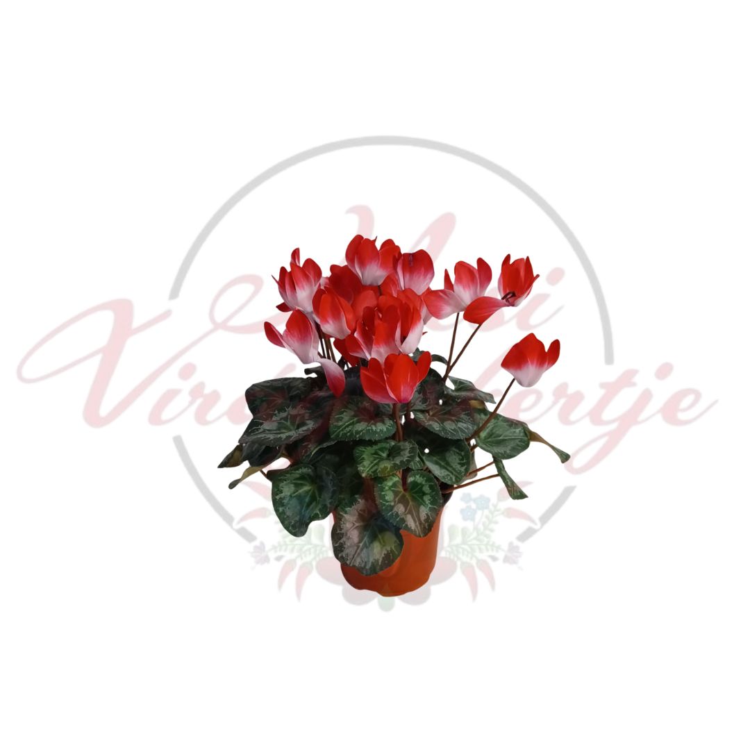 Piros ciklámen virág Cyclamen persicum cserépben