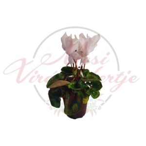 Fehér virágú ciklámen Cyclamen persicum cserépben